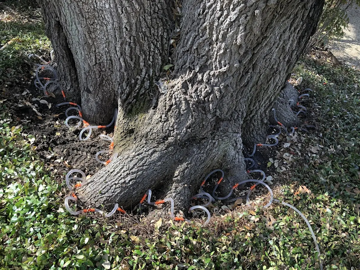 Detailed Tree Cabling and Bracing job site in Richburg