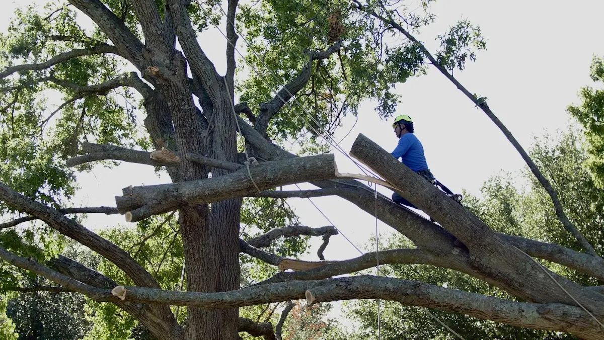 Professional Crown Thinning performed by certified arborists in Richburg