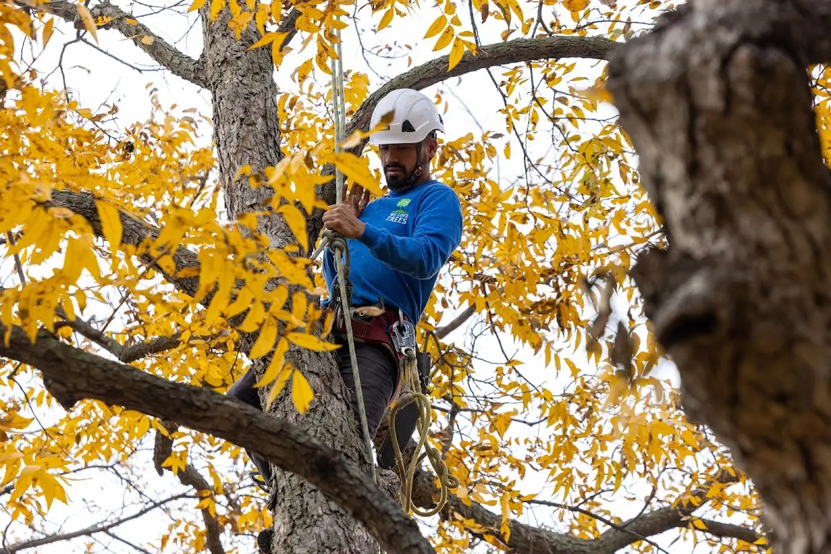 Skilled Tree Transplanting crew working in Richburg