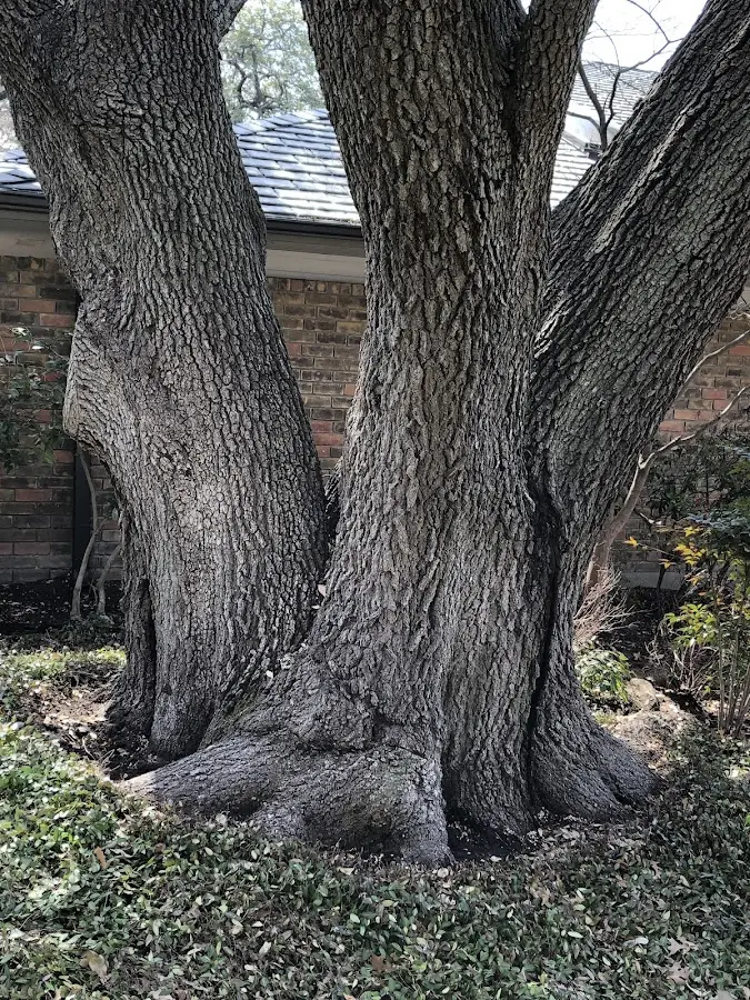 Mature heritage tree close to a Richburg property cared for by certified arborists